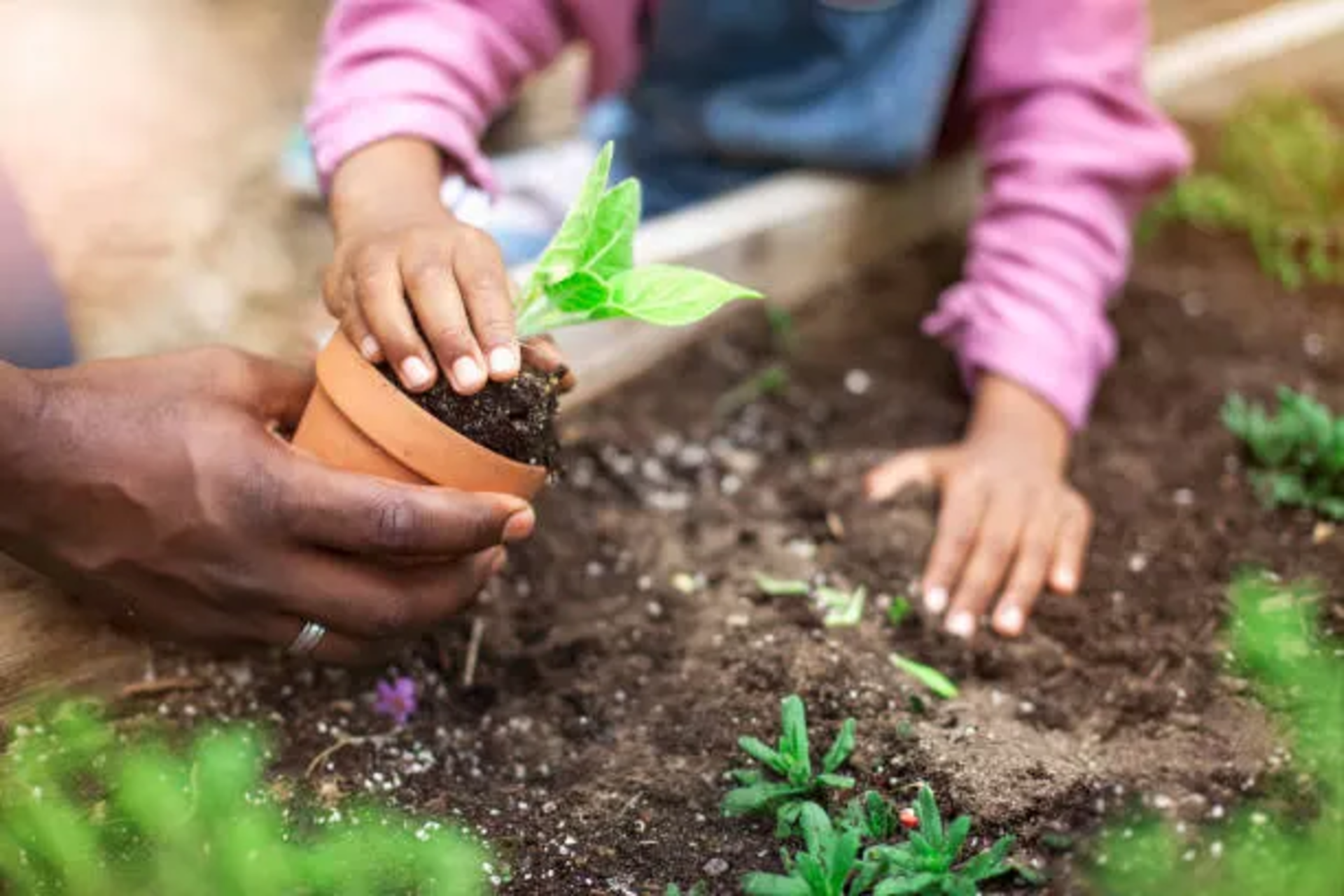 african-american-father-and-daughter-planting-potted-plant-at-community-garden-ezgif.com-resize (1)